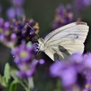 purple flowers, white butterfly, pollination-8119861.jpg