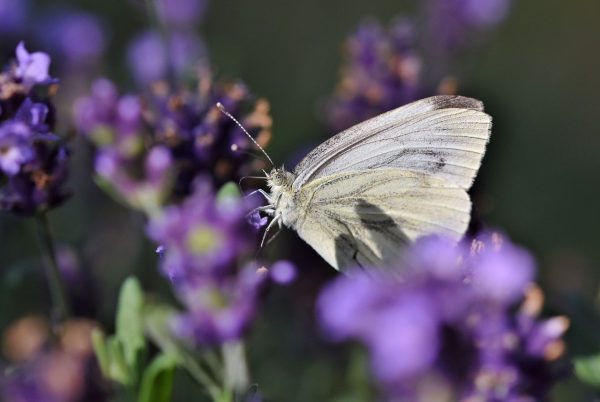 purple flowers, white butterfly, pollination-8119861.jpg